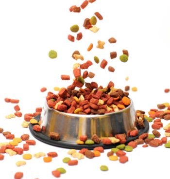 cat dog food nutrition Image: © georgerudy / Adobe Stock