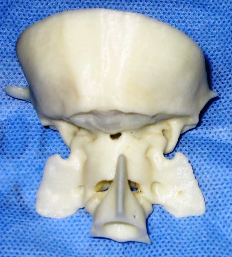 Figure 3. 3D printed skull.