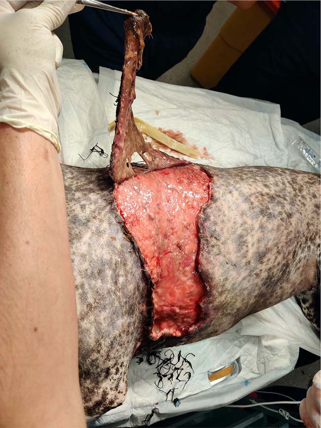 Figure 3. A large skin flap in a dog.