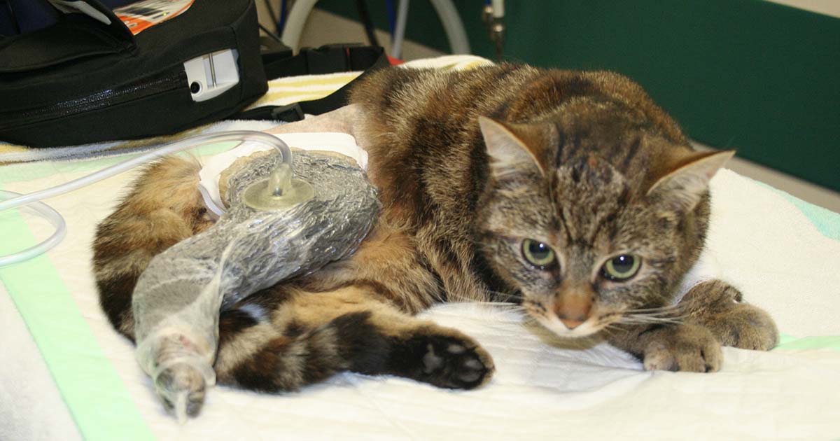 Figure 7. Use of negative pressure wound therapy in a cat.