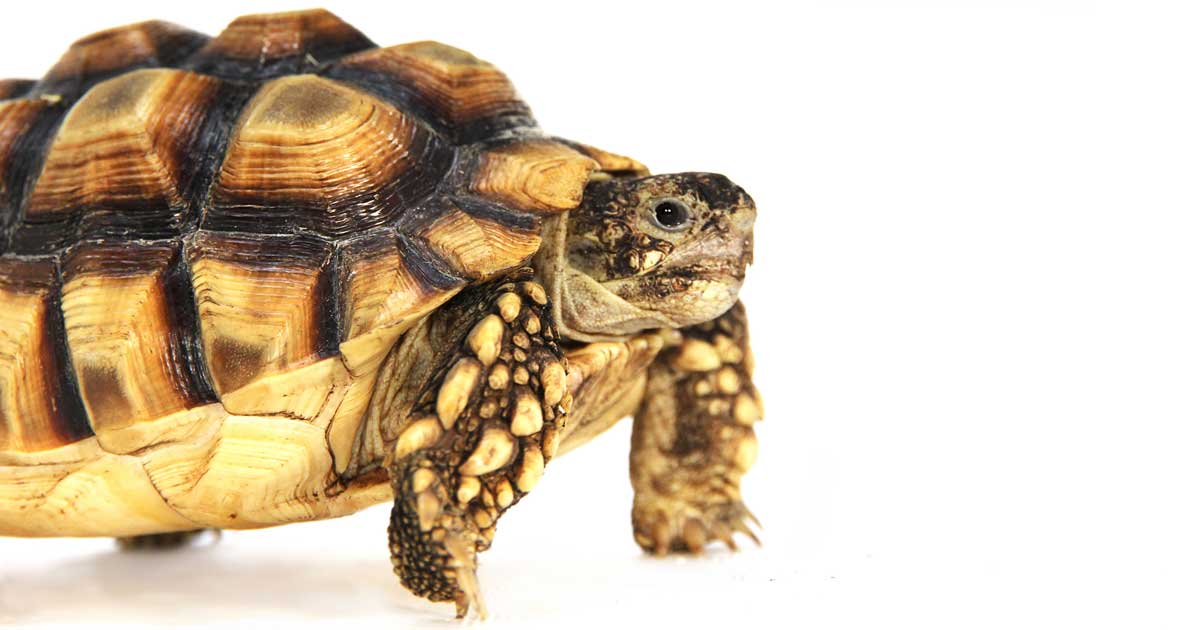 African spurred tortoise