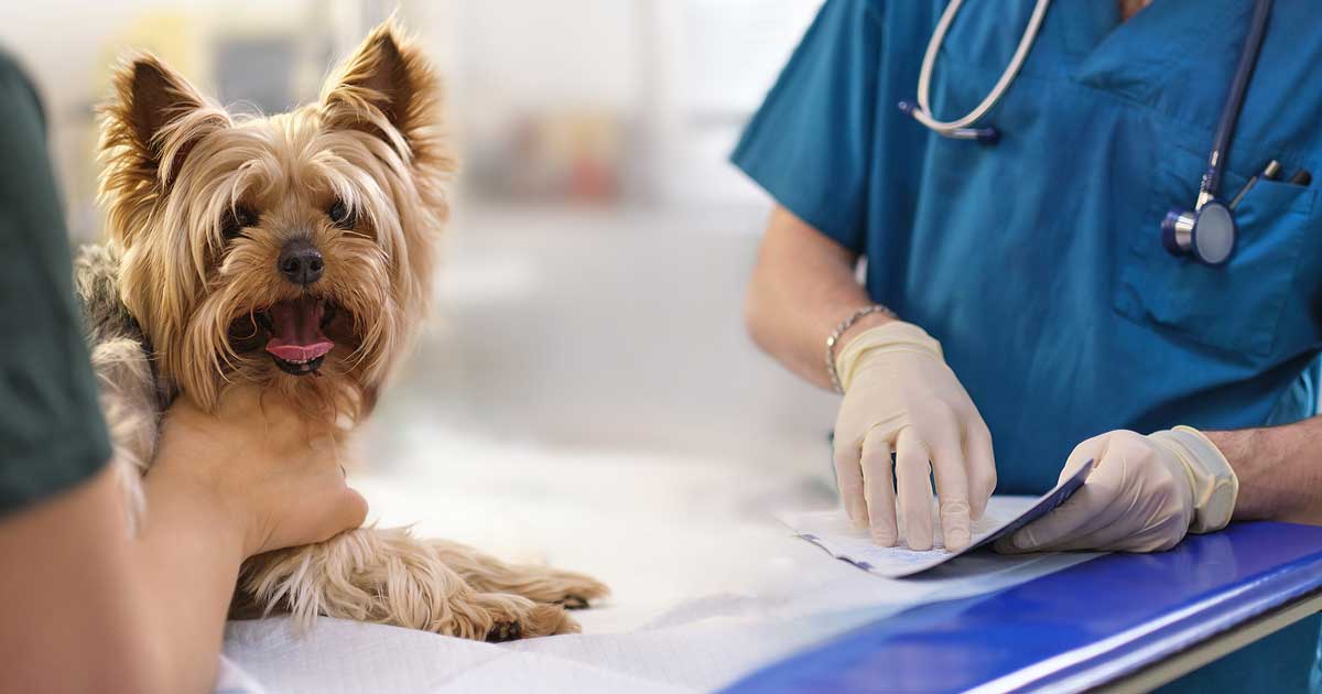 Perioperative pet protocols – patient care during this period | Vet Times Perioperative pet protocols – patient care during this period | Vet Times