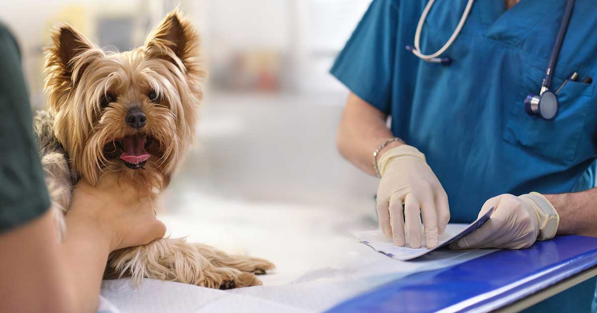 Dog with medical professionals