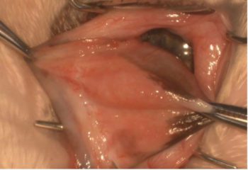 Figure 3. Placement of artery forceps on the posterior aspect of the third eyelid at the anterior and superior attachments, allowing exposure of the posterior aspect of the third eyelid. Stay sutures can alternatively be used.