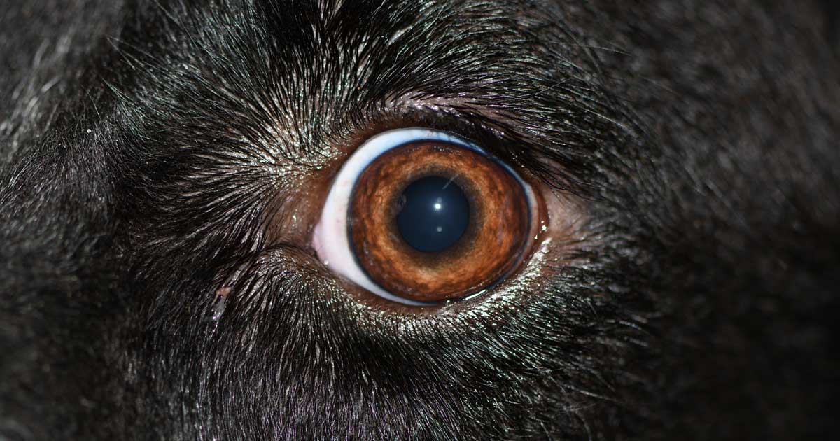 What Is Entropion Surgery On A Dog