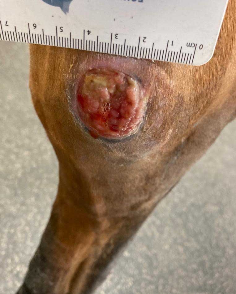 Figure 2. Infected bandage sore with a concurrent medial malleolus sequestrum. Bacteria demonstrating antimicrobial resistance make a variety of soft tissue and orthopaedic infections more difficult to manage. This can impact on prognosis, welfare and treatment costs.