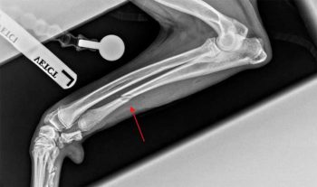 Figure 2. Dynamic ulnar osteotomy (red arrow) in a six-month-old male entire Labrador retriever, performed at the level of the distal quarter of the ulnar diaphysis.