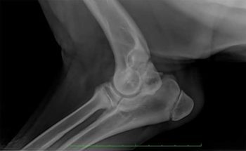 Figure 3. Ununited anconeal process in a seven-month-old female entire Labrador retriever with ununited anconeal process. Note the irregularity of the surfaces between the anconeal process and proximal ulnar metaphysis, which commonly complicates reduction of the anconeal process.