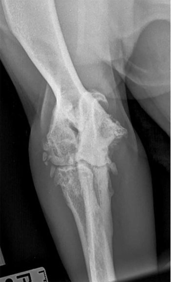 Figure 4b. Craniocaudal radiographic projections of the elbow of a five-year-old male Labrador retriever, demonstrating periarticular mineralisation apparent, in addition to a large mineral fragment present cranial to the joint.