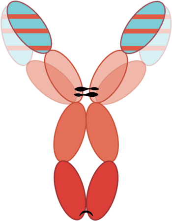 Figure 1. The felinised/caninised monoclonal antibody structure (Enomoto et al 2019). CDR = complementarity‑determining regions.