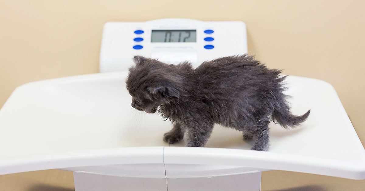 How Much Should My Puppy Weigh?  Inscale Scales - Inscale Scales