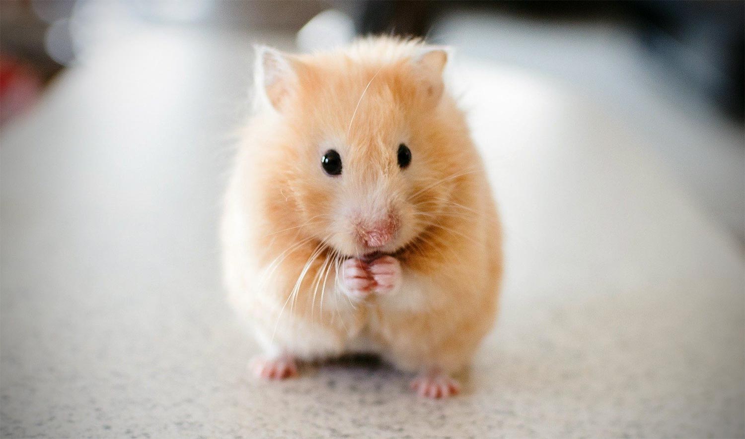 Hamster