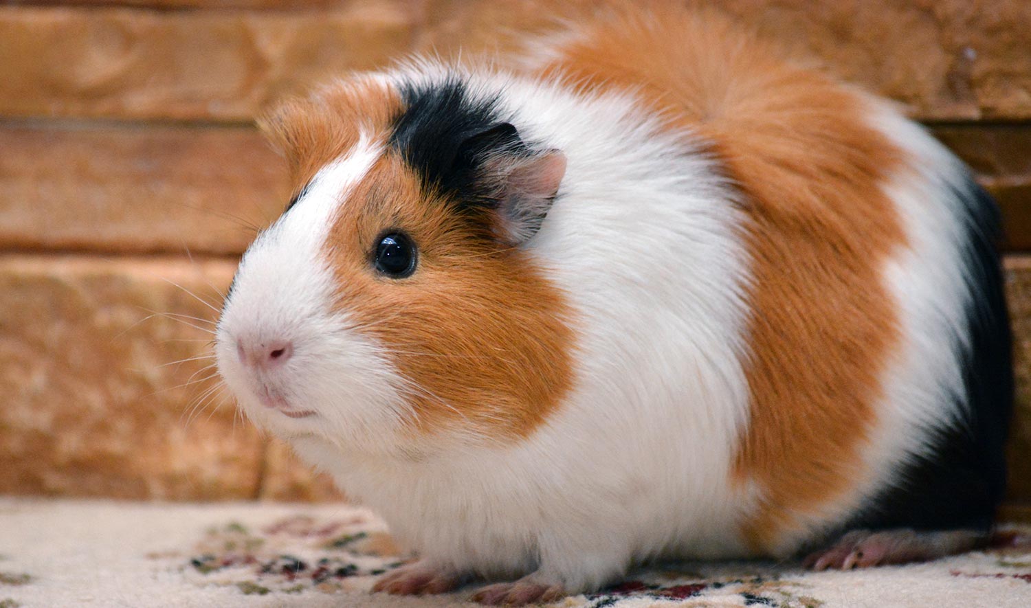 Guinea pigs