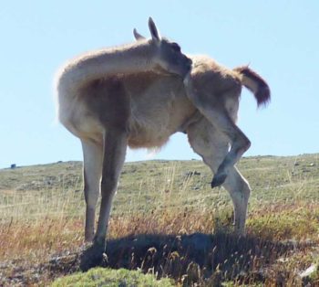 A guanaco with an itch.
