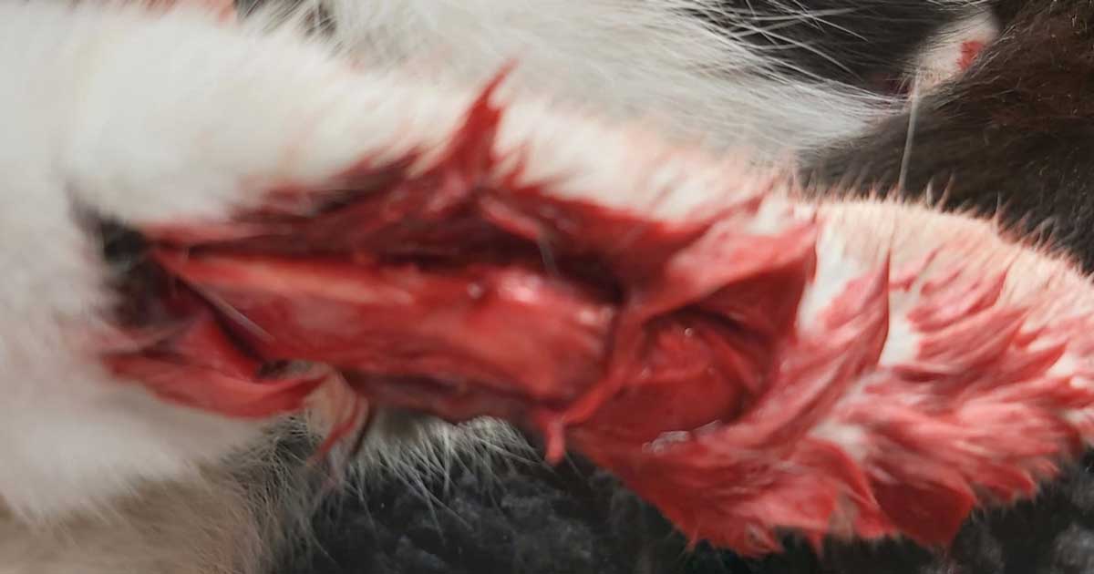 Wound Healing In A Homeless Cat After Treatment The Wound Left A Scar