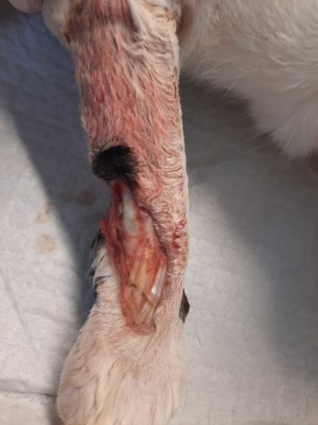 Figure 4. Day two right forelimb following cleaning.