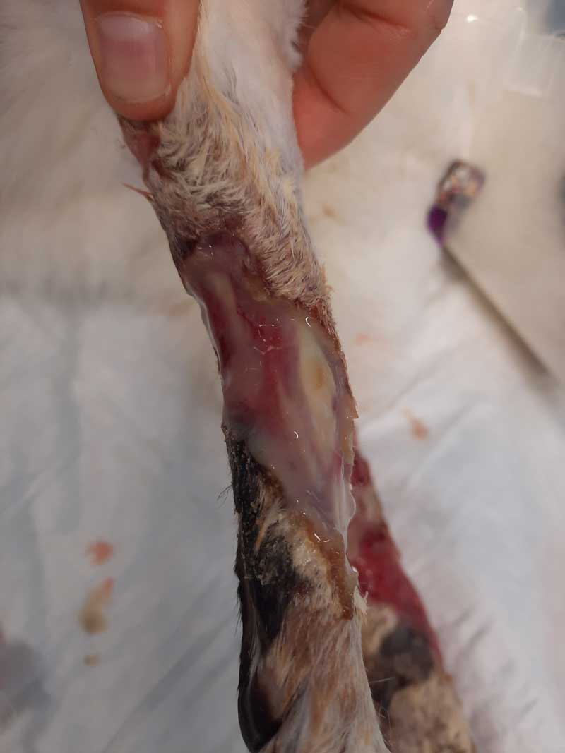 Figure 7. Day 11, right forelimb before debridement.