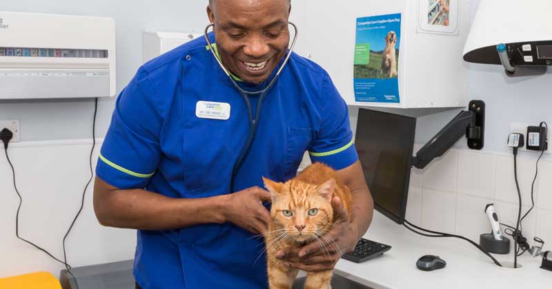 Vets for pets companion hot sale care