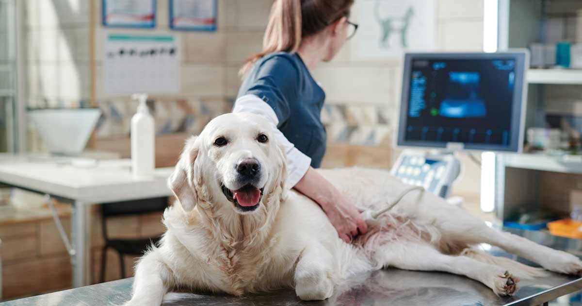 Dog on vet table