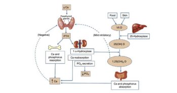 Figure 2. Calcium homeostasis (Song, 2017).