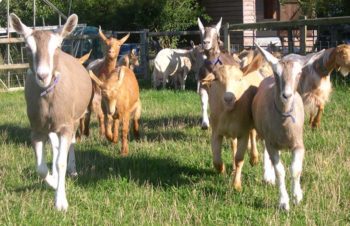 Goats on a smallholding.