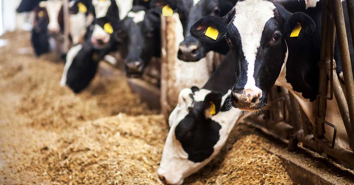 cows nutrition eating Image: © Artem Zakharov / Adobe Stock