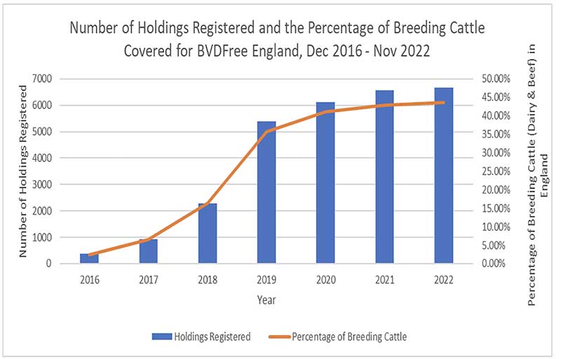 Figure 3. A graph to show the number of holdings registered and the percentage of breeding cattle covered for BVDFree England, from December 2016 to November 2022. Image: BVDFree England