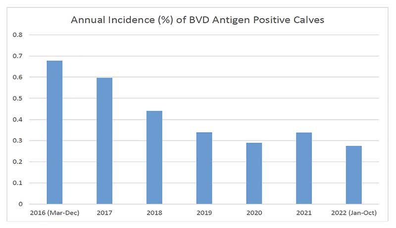 Figure 2. The annual incidence (by percentage) of BVD antigen-positive calves in Northern Ireland.