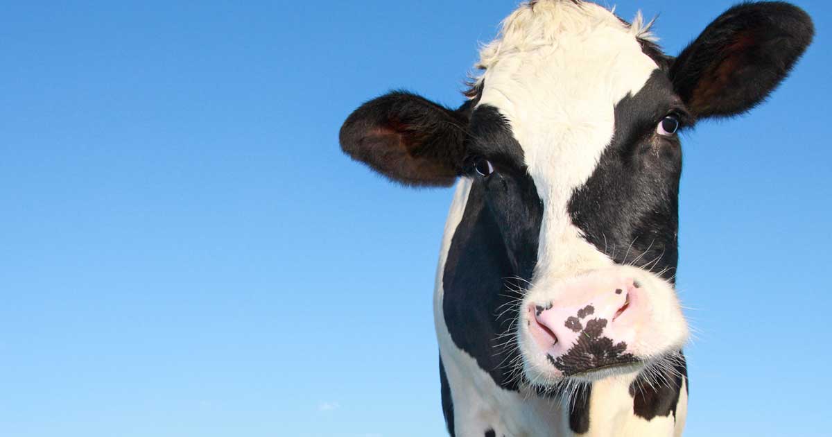 cow Image: © Per Tillmann / Adobe Stock