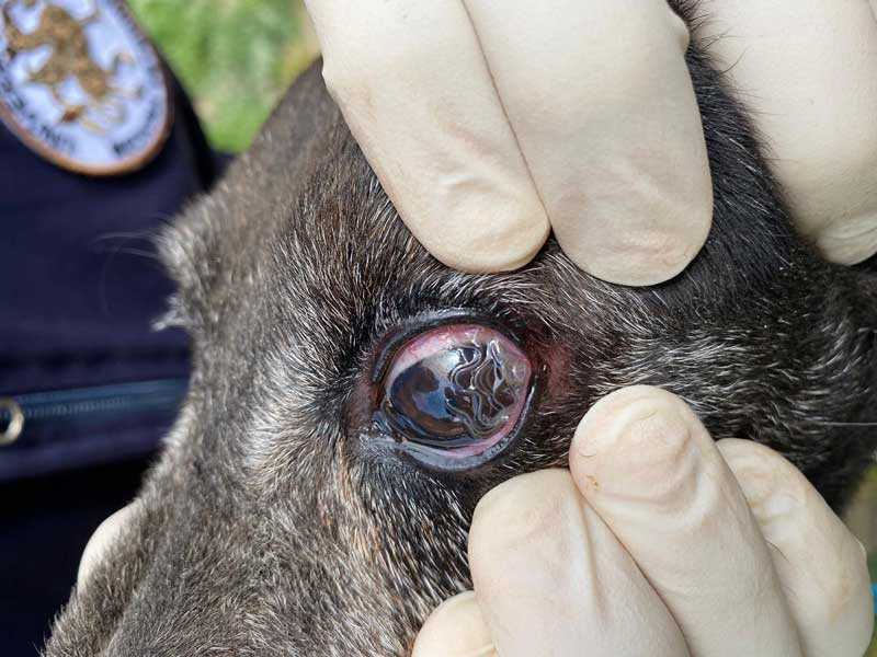 Figure 2. Clinical infestation with Thelazia callipaeda in a dog.