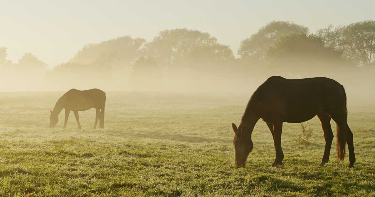 Horses grazing in a field Image: © Dirk70 / Adobe Stock