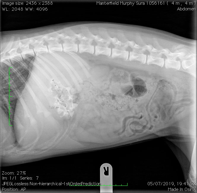 Figure 4. X-ray showing the foreign body.