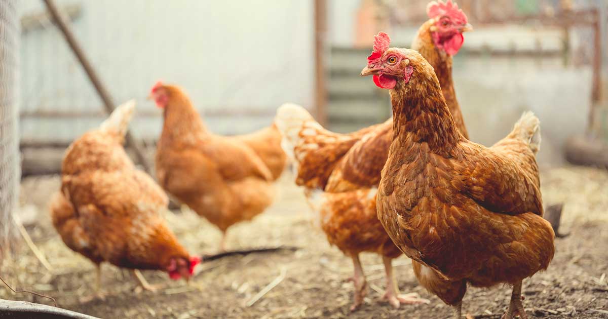 chickens Image: Anton Dios / Adobe Stock