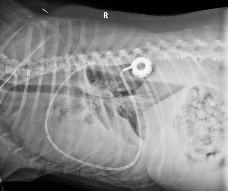 Figure 9. A right lateral thoracic radiograph showing a pleural port that has been placed intra-thoracically and connected to a port in the SC space in an 10-year-old male spayed cross-breed dog developing persistent pleural effusion secondary to intra-thoracic mesothelioma and required drainage of the fluid on a regular basis.