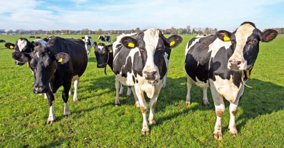 Cattle. Image © Nataraj / Adobe Stock