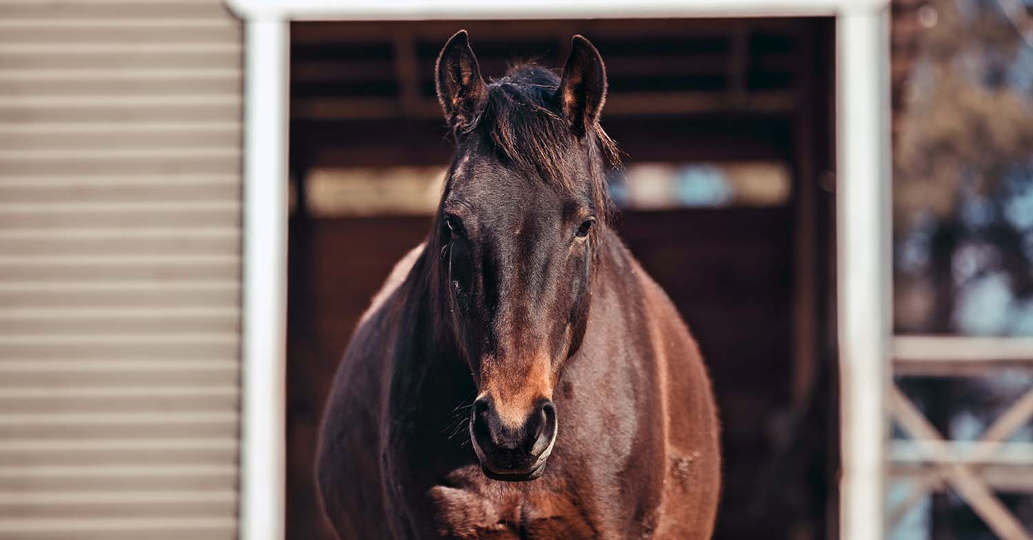 Fat horse. Image © vprotastchik / Adobe Stock