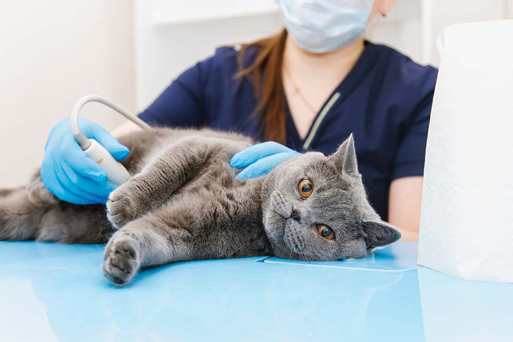 Cat ultrasound. Image © Татьяна Скорина / Adobe Stock