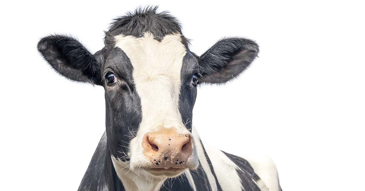 Cow. Image © Clara / Adobe Stock