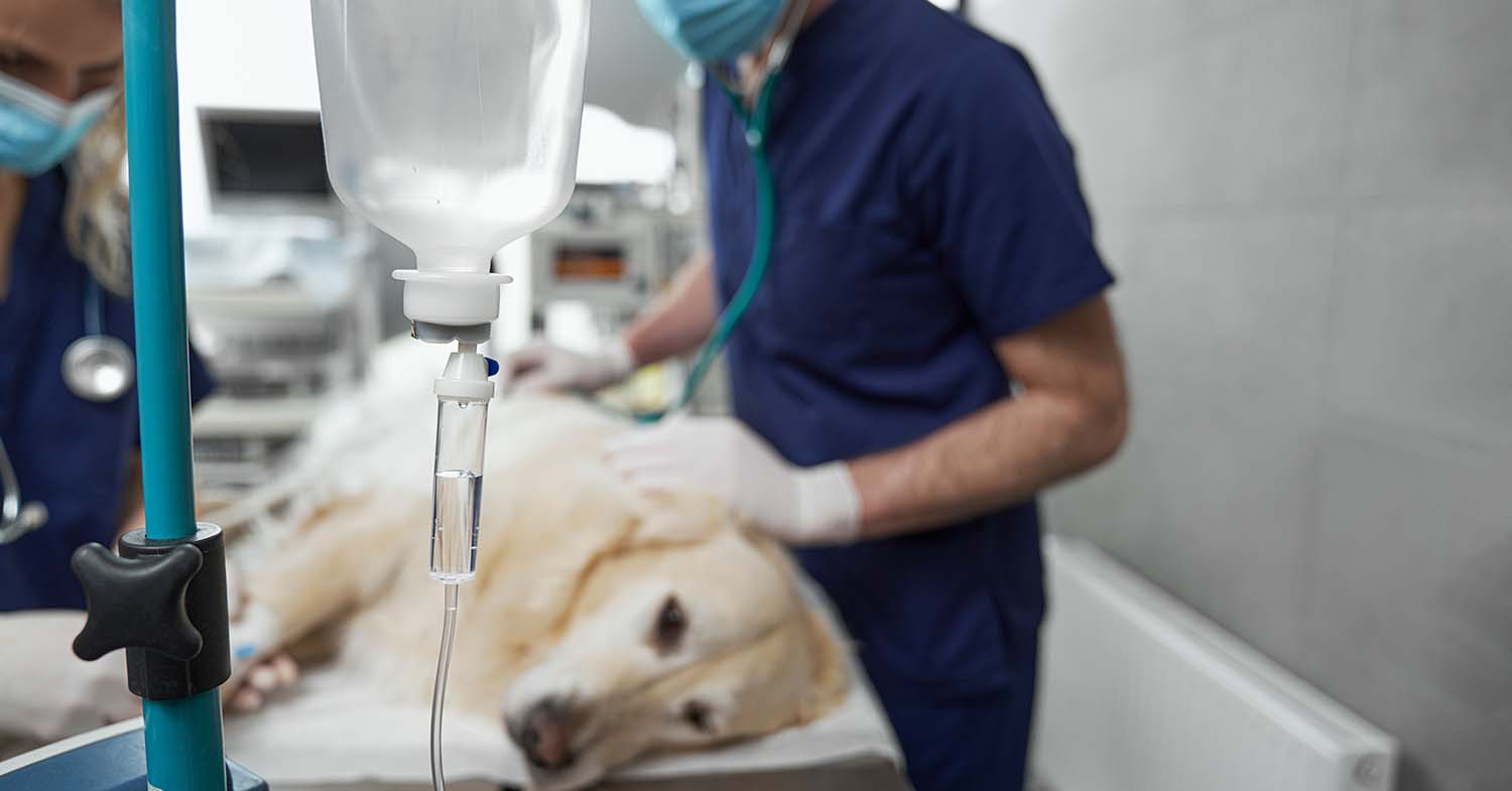 Anaesthesia and analgesia Vet Times
