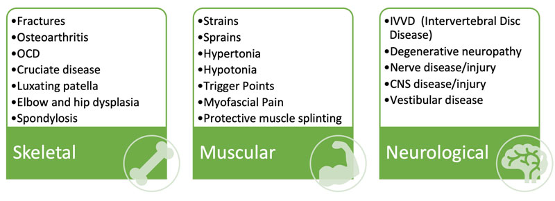Figure 1. Conditions that can contribute to poor mobility.
