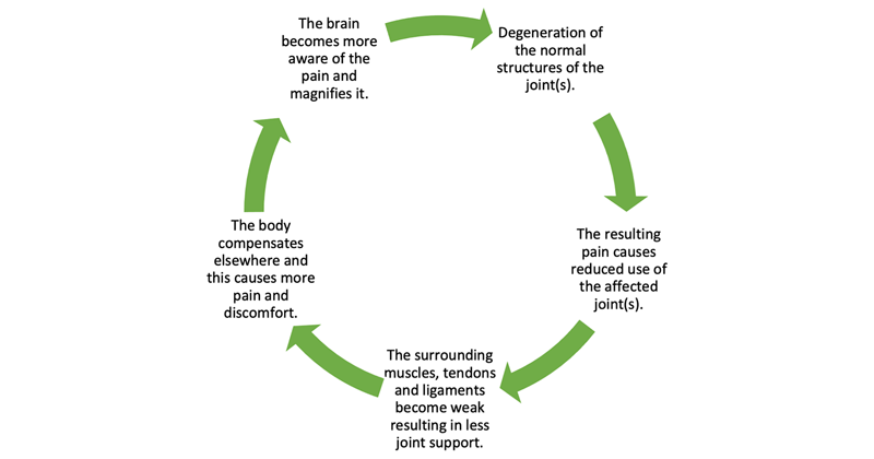 Figure 2. Muscle atrophy becomes a self-perpetuating problem.