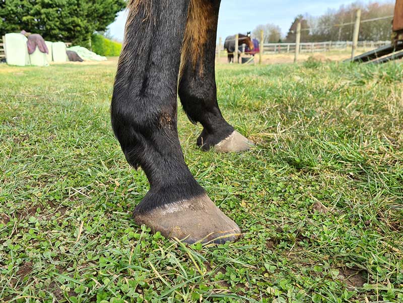 Farriery is paramount to correct any underlying conformational issues such as imbalances, long toes and so on.