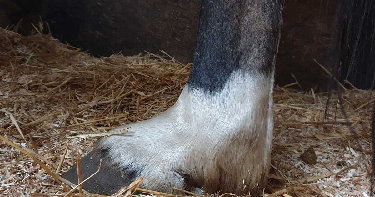 Some conformations can preclude to certain injuries such as a very sloped pastern angle putting excess strain on palmar/plantar soft tissues.