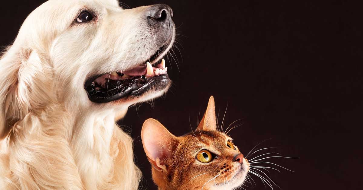 cat and dog black background Image: © ravi kumar/EyeEm / Adobe Stock