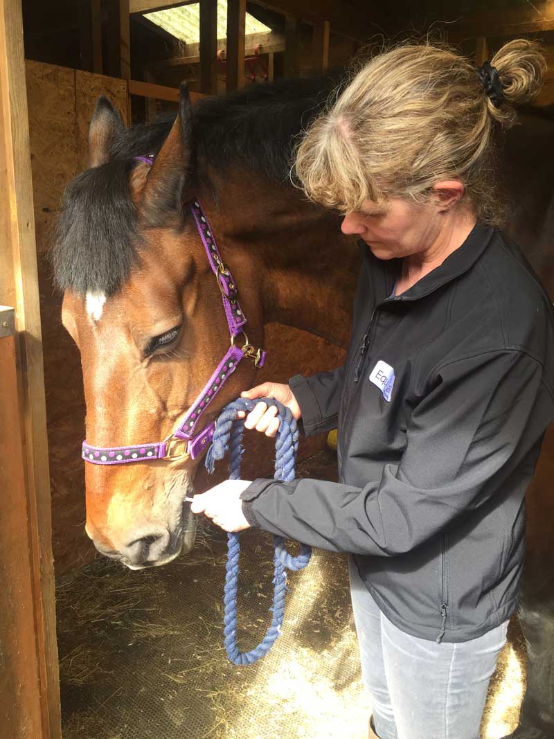 Horse being sampled for tapeworms by a saliva test. Image: Austin Davis Biologics