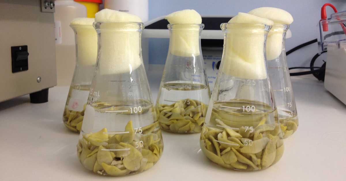 Tapeworms in flasks. Image: Austin Davis Biologics