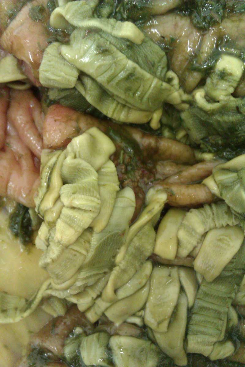 Tapeworms in situ in an ELISA test. Image: Austin Davis Biologics