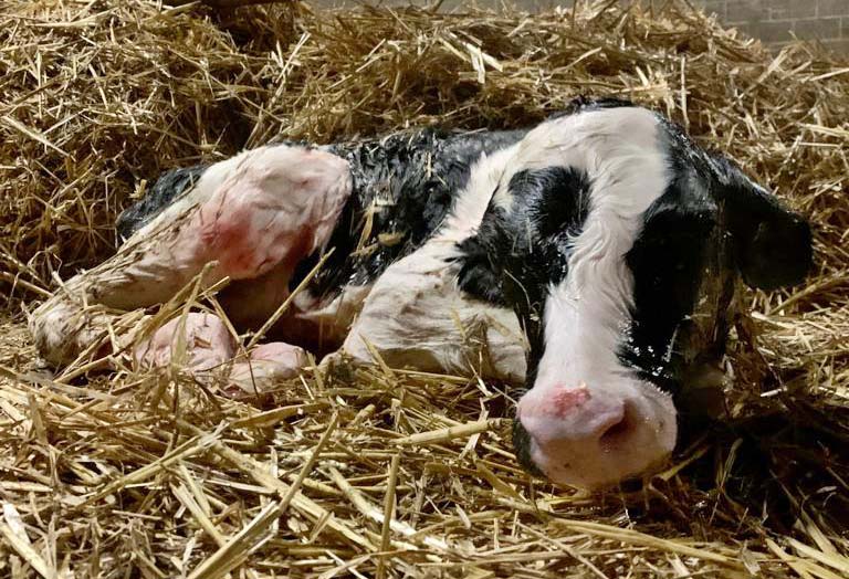 Figure 5. Weak newborn calf.