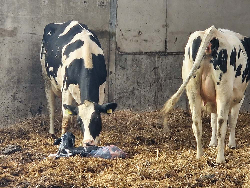 Figure 6. Recent calving with placental tissue and calf with cow.