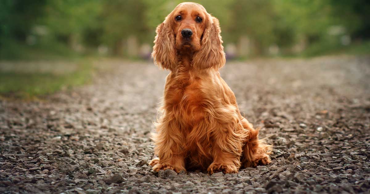 Cocker Spaniel Health Issues